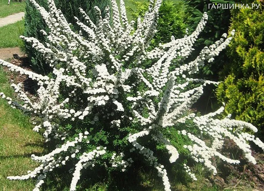 Спирея ниппонская Сноумаунд