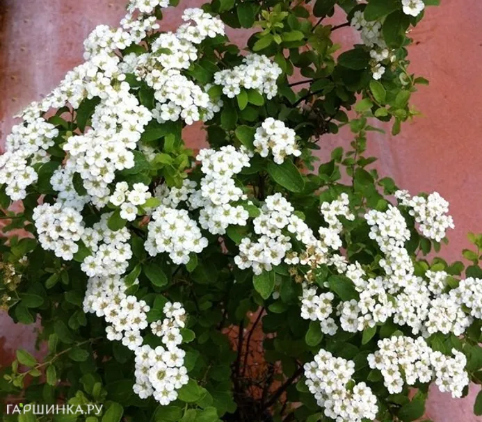 Спирея ниппонская Халвардс Сильвер