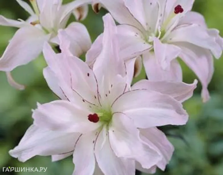 Лилия Сприн Пинк азиатская махровая/ 2шт