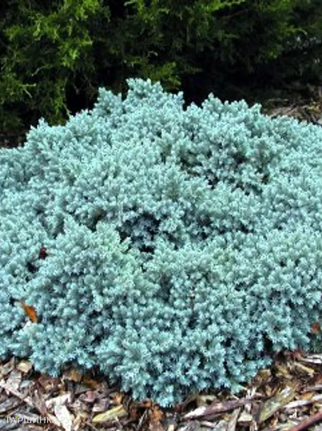 Можжевельник чешуйчатый Блю Стар