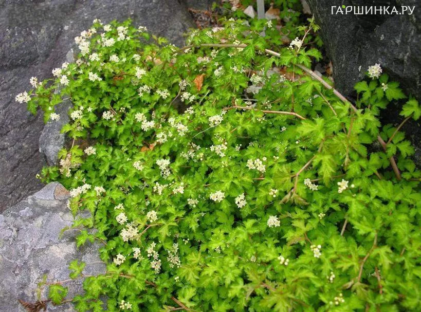 Стефанандра Криспа