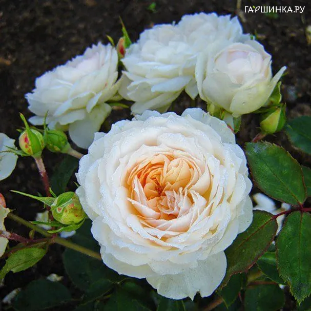 Роза Милд флорибунда, Империал Роуз Imperial Rose
