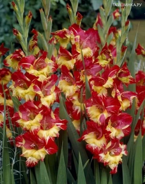 Гладиолус Стререо 5шт.