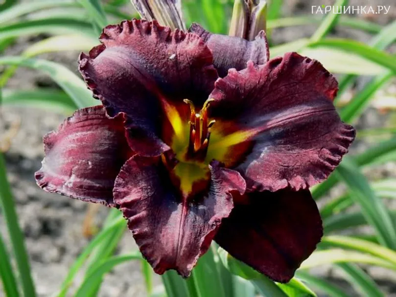 Лилейник Блэк Стокингс