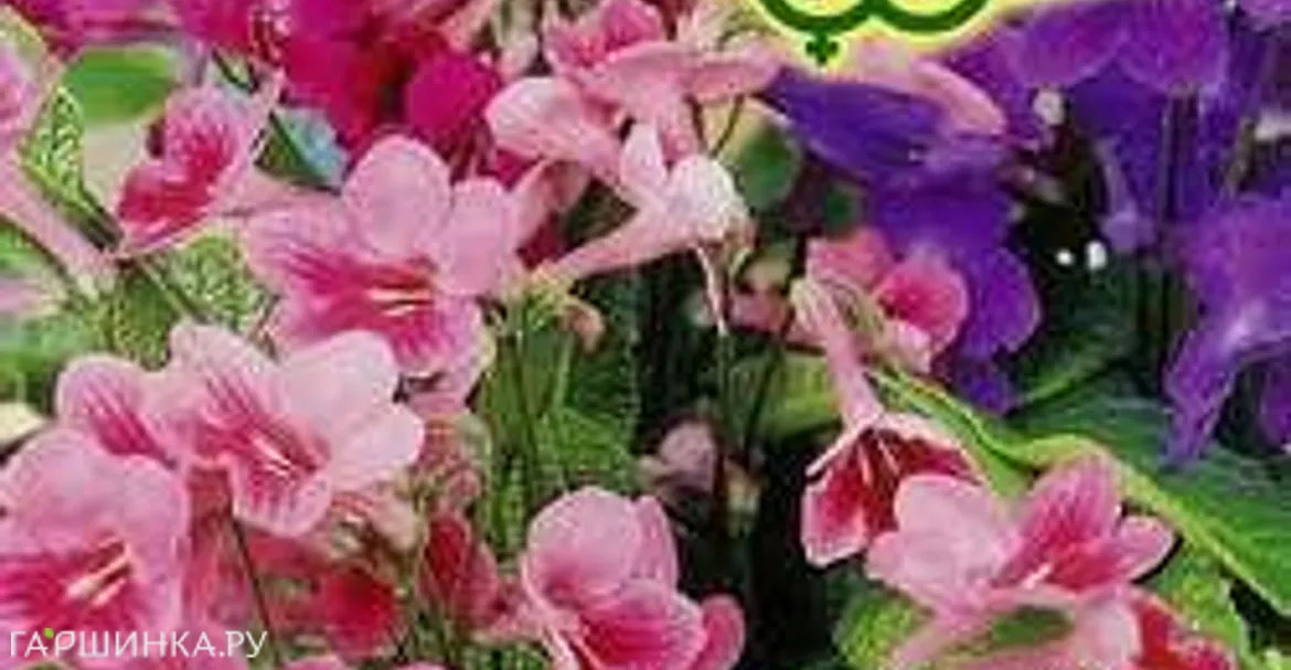 Стрептокарпус гибридный Мадагаскар, смесь 5 шт. гранул. пробирка