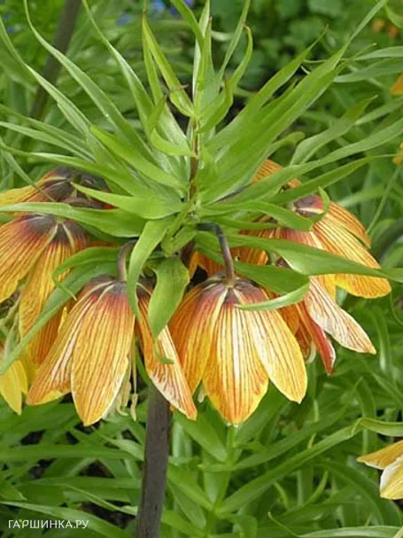 Рябчик императорский Страйпед Бьюти