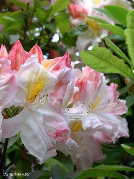 Рододендрон Sylphides