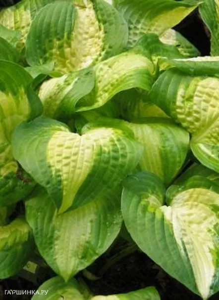 Хоста Саммер Мьюзик (M)