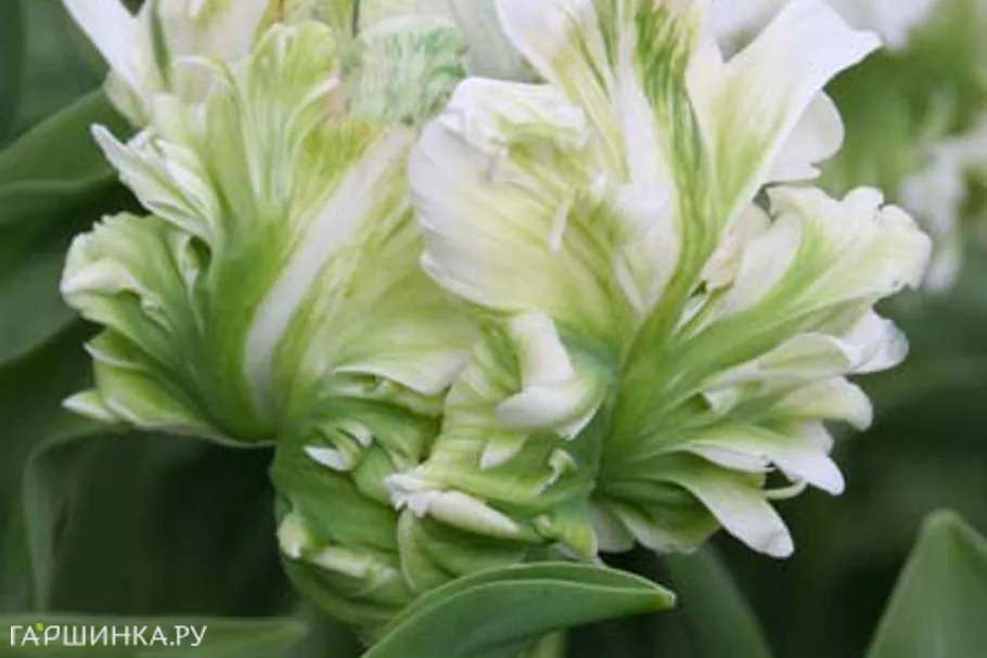 Тюльпан Супер Пэррот попугайный 5шт