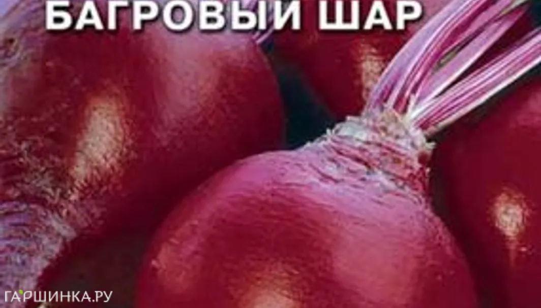 Свекла Багровый Шар