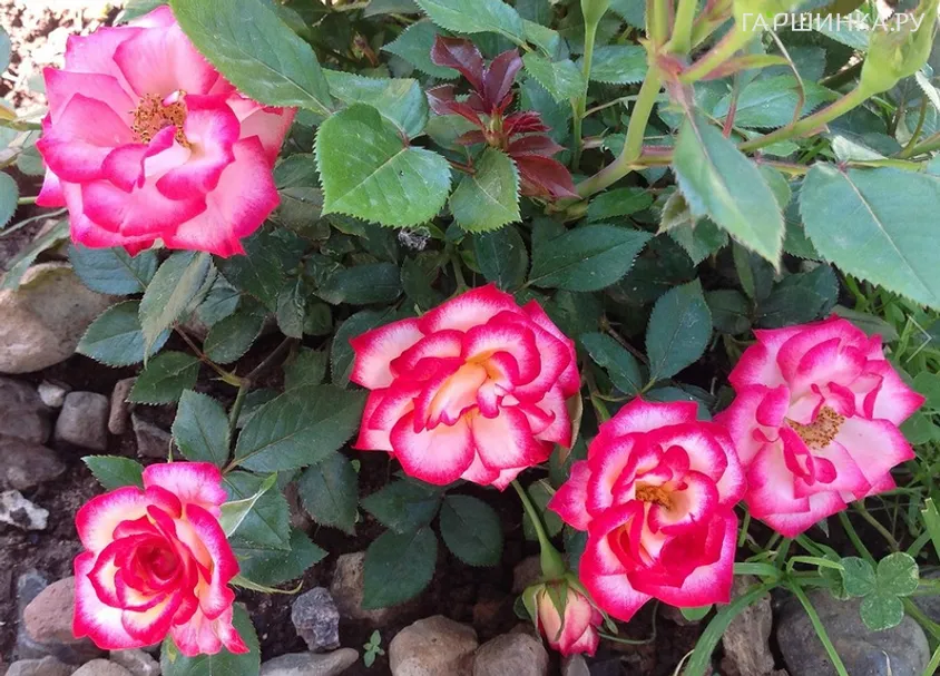 Роза Свит Симфони миниатюрная, Imperial Rose