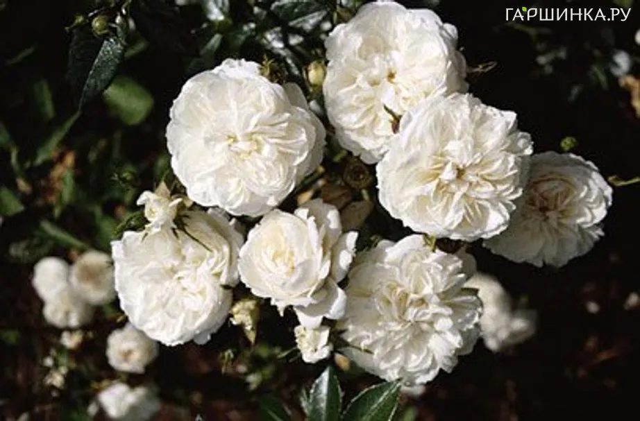 Роза Свани почвопокровная, Тантау (лиц)