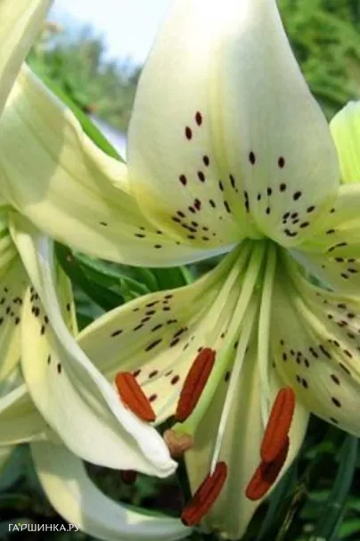 Лилия Свит Саррендер тигровая