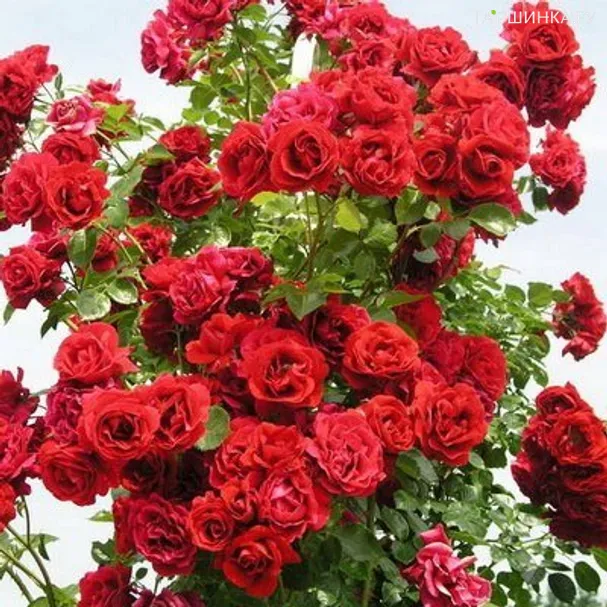 Роза Симпати плетистая Imperial Rose