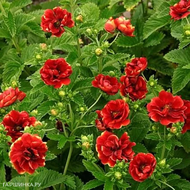 Лапчатка Арк эн Силь