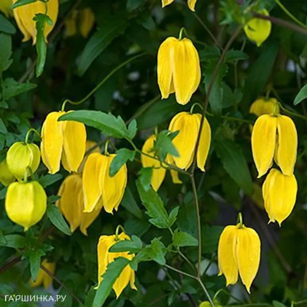 Клематис (Ломонос) тангутский (1)