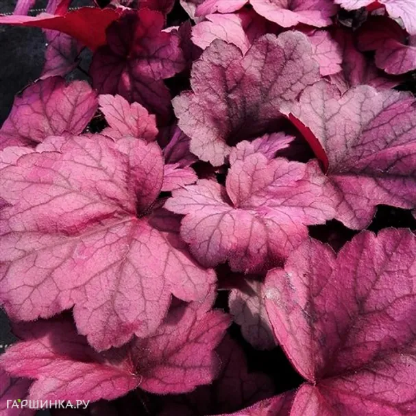 Гейхера Джорджия Плам