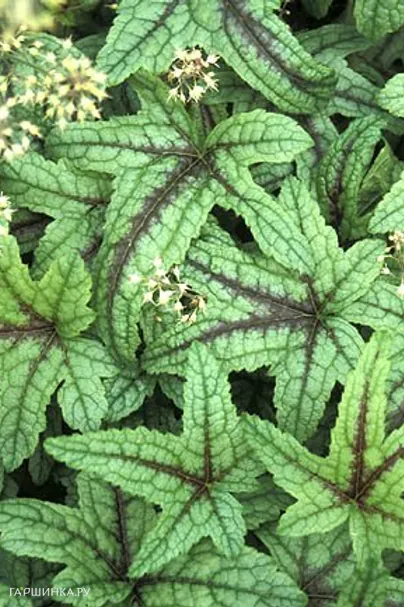 Гейхерелла Кимоно