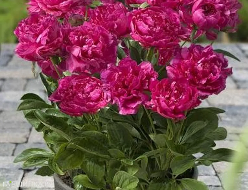 Пион патио Riches and Fame