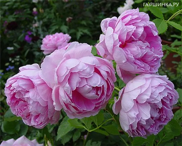 Роза Зе Инжениус Мр.Файечайлд, Д.Остин кустарниковая (лиц)