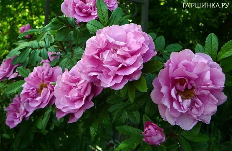 Роза Васагейминг канадская парковая (лиц)