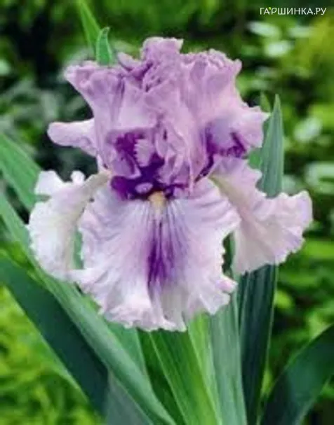 Ирис бородатый Таймскейп