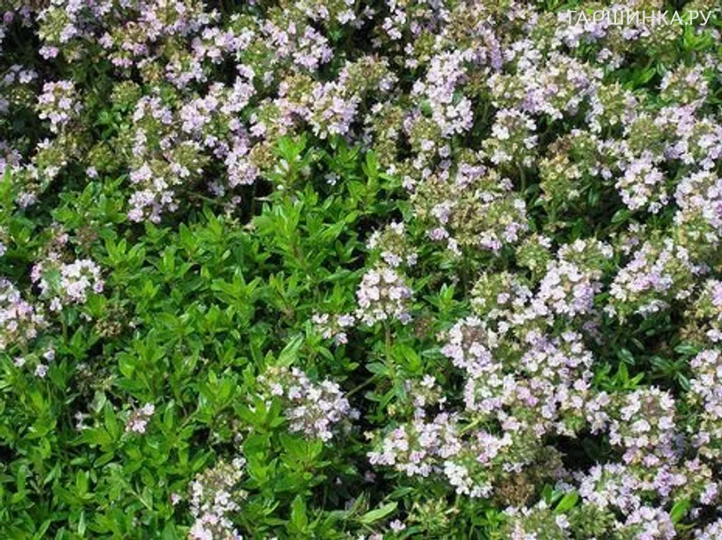 Тимьян Грюн