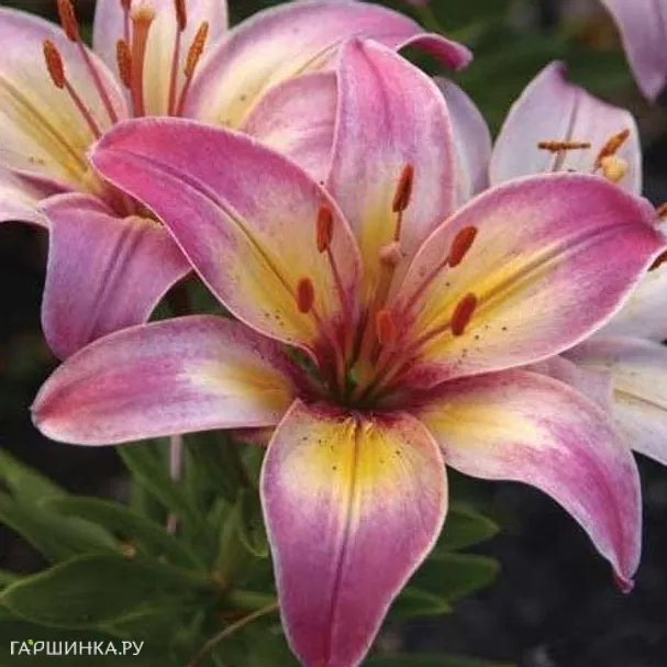 Лилия Тайни Белл азиатская низкорослая/2шт