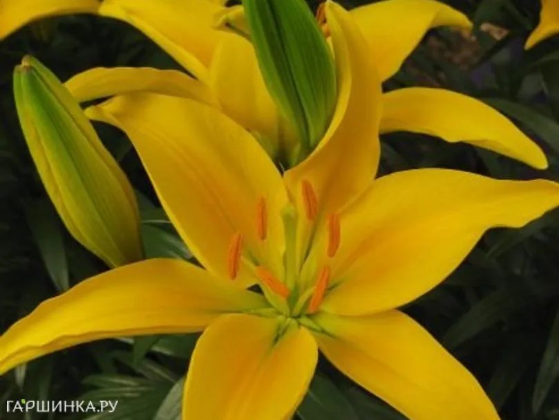 Лилия Тайни Десерт азиатская низкорослая/2шт