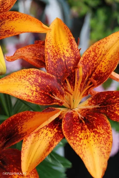 Лилия Тайни Оранж Сенсейшен азиатская низкорослая/2шт