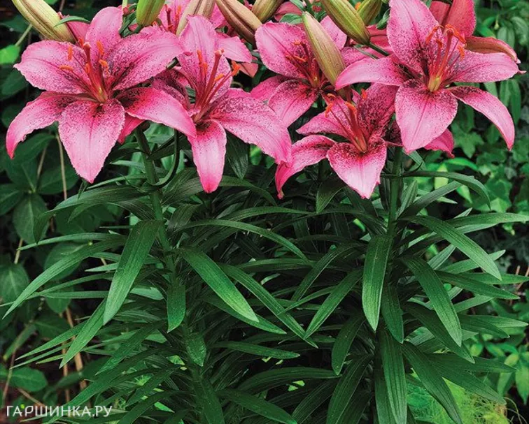 Лилия Тайни Спайдер  азиатская низкорослая/2шт