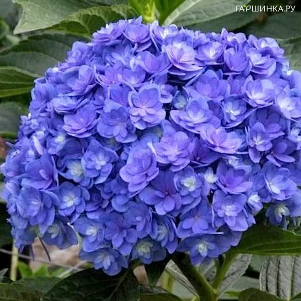 Гортензия Тугезе (Вместе) крупнолистная ремонтантная (серия Ты и Я)