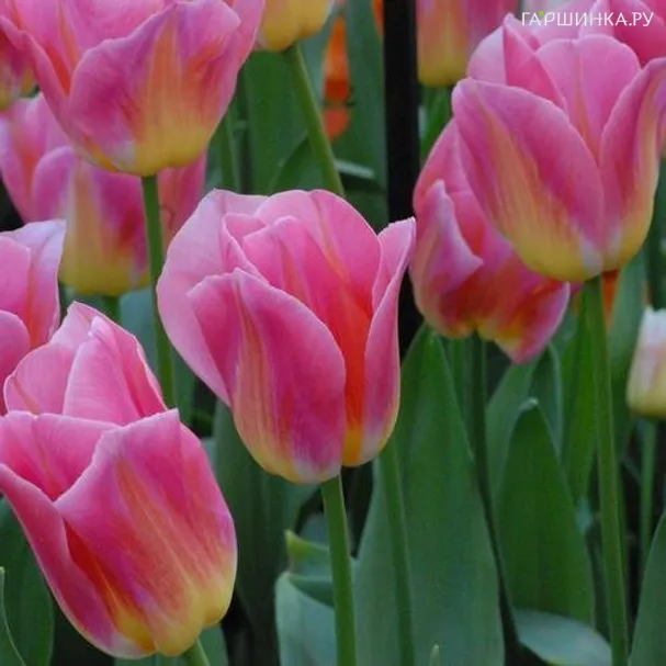 Тюльпан Том Пус Триумф 5шт.