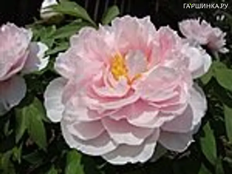 Пион древовидный Tamafuyo