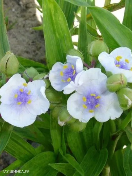 Традесканция Angel Eyes