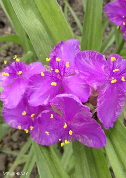 Традесканция Конкорд Грейп