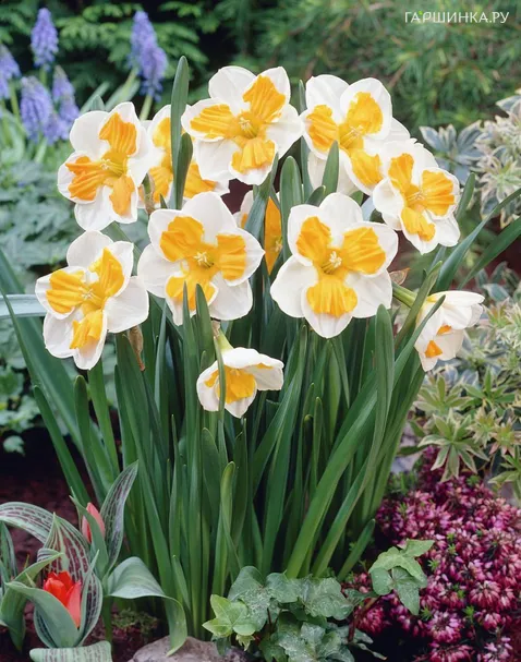 Нарцисс Триколлет гофрир.коронка 5шт.