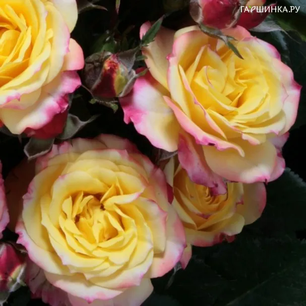 Роза Тропикал Клементина миниатюрная Imperial Rose