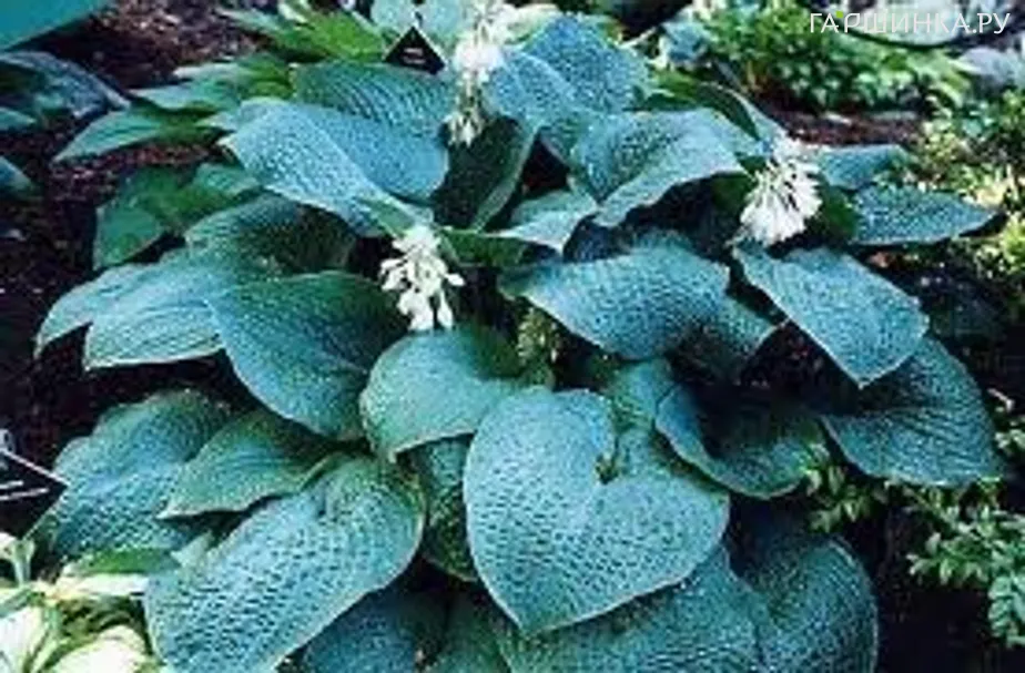 Хоста True Blue (M)