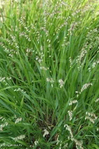 Трясунка средняя