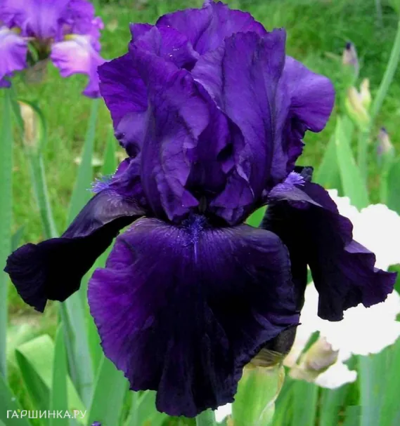 Ирис бородатый Тукседо