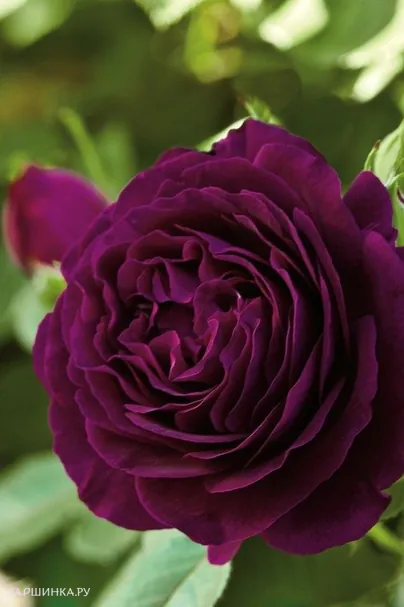 Роза Твайлайт Зоун флорибунда, Викс (лиц)