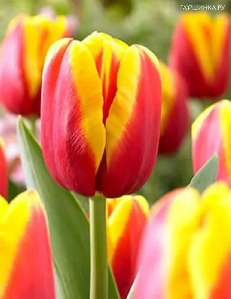 Тюльпан Андре Ситроен Триумф 5 шт