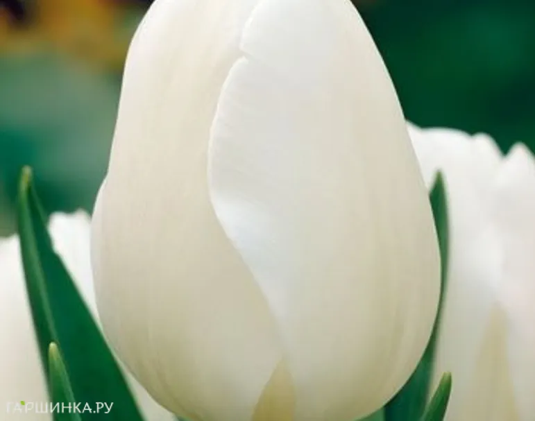 Тюльпан Антартика Триумф 5 шт