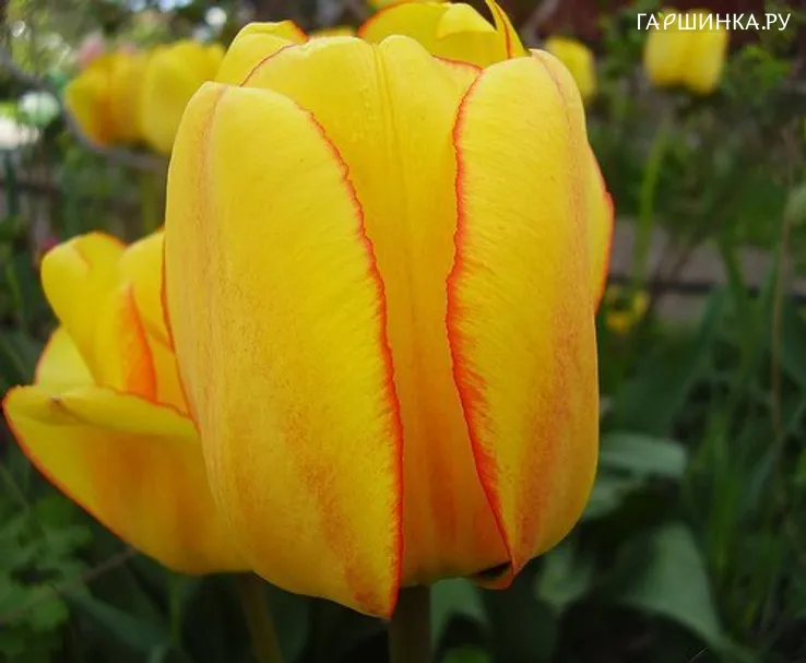 Тюльпан Blushing Apeldoorn Дарвина 5шт