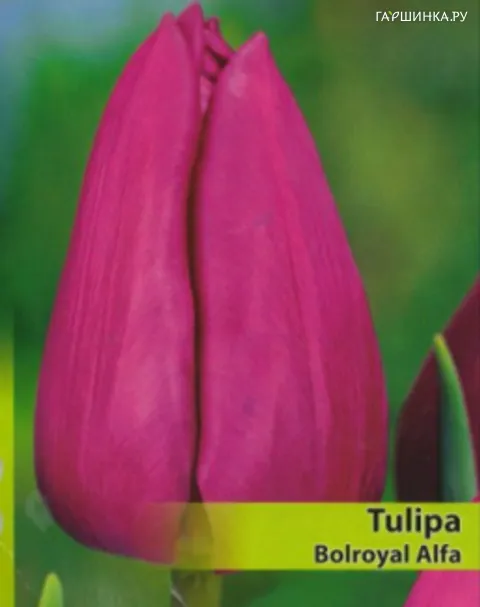 Тюльпан Bolroyal Alfa Триумф 5шт