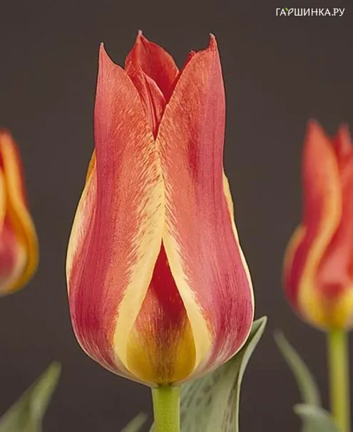 Тюльпан California sun Грейга 5шт
