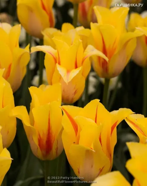 Тюльпан Хокус Покус Дарвина 5шт