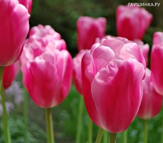 Тюльпан Jumbo Pink 5шт