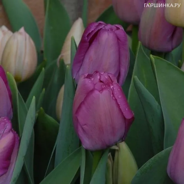 Тюльпан Пепл Прайд Дарвина 5шт.